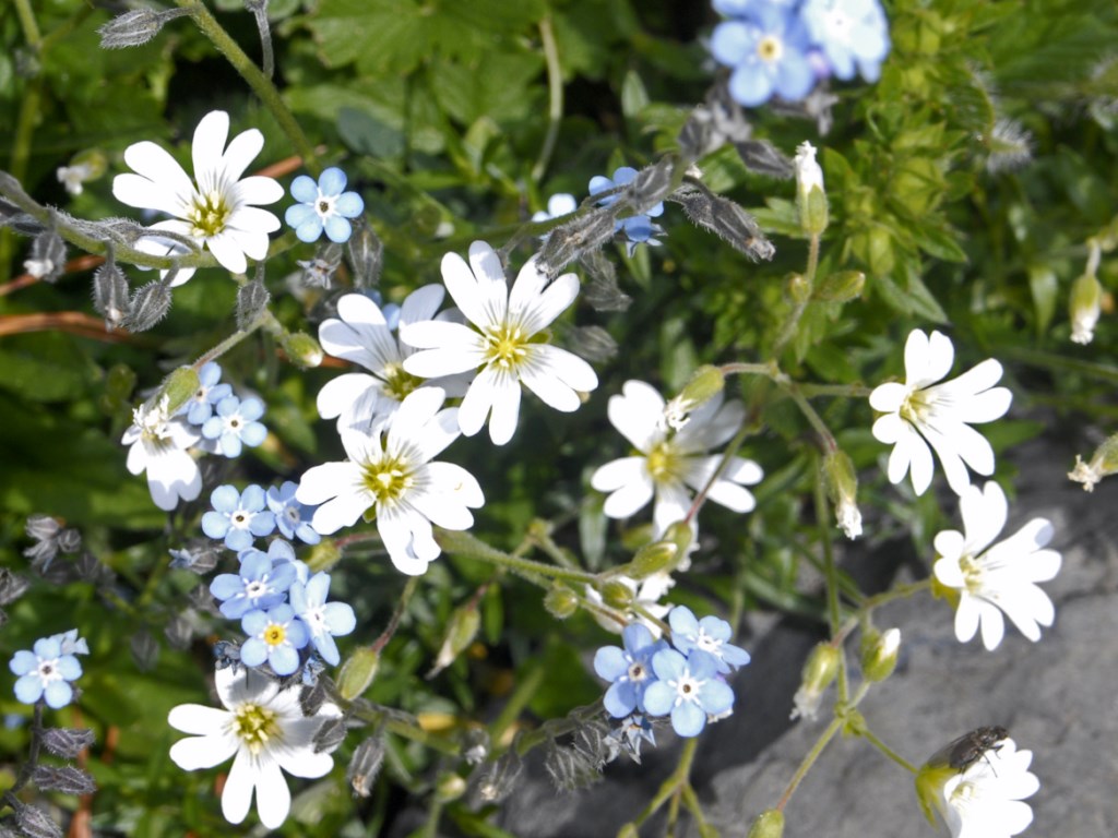 ... ancora dei piccoli fiori alpini - Cerastium sp.